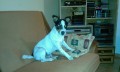 Prod�m JACK RUSSELL TERRIER