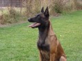 Belgick ovlk-malinois s PP