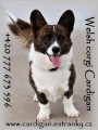 Welsh corgi Cardigan