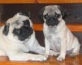 Mops