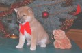 Shiba Inu