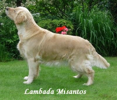 LAMBADA MISANTOS