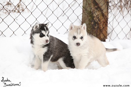 Siberian husky tata