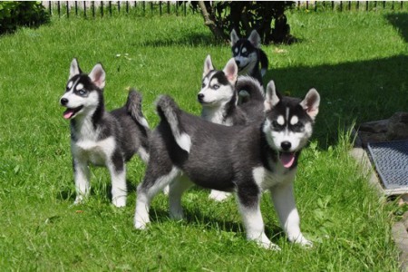 Modr oi Sibisk husky 