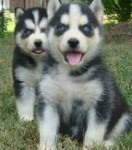 Sibirsk husky -