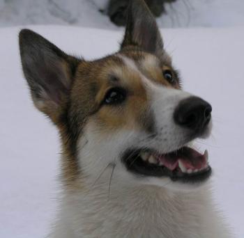 Z�padosibi�sk� lajka