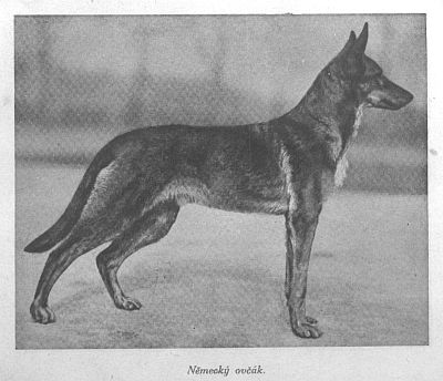 Německý ovčák