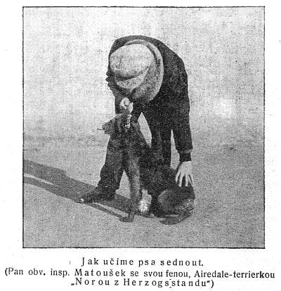 Jak učíme psa sednout