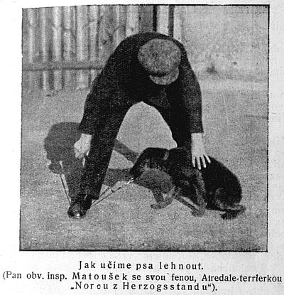 Jak učíme psa lehnout