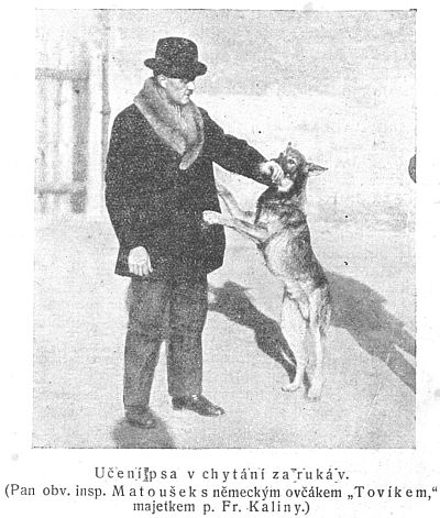 Učení psa v chytání za rukáv...