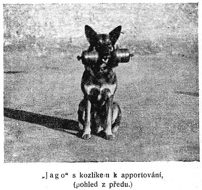 Jago s kozlíkem k apportování