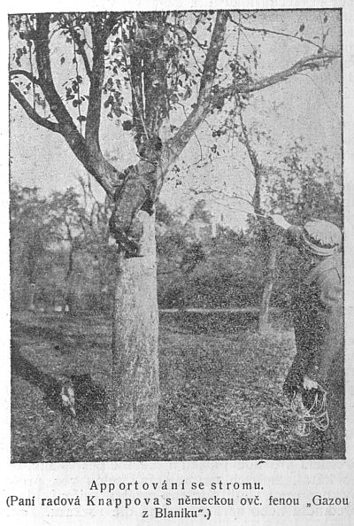 Apportování se stromu