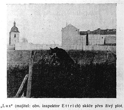 Lux skáče přes živý plot.