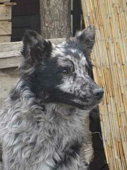 Mlad� fenka v l�biv� barv� �cifra� - merle