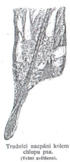 Trudn�ci nacp�ni kolem chlupu psa