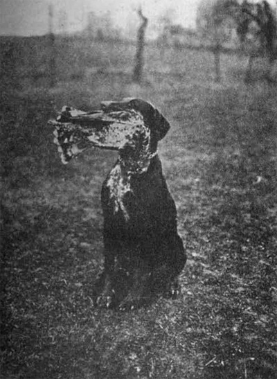 "Dora Litomy�l" p�inesla spr�vn� dravce.