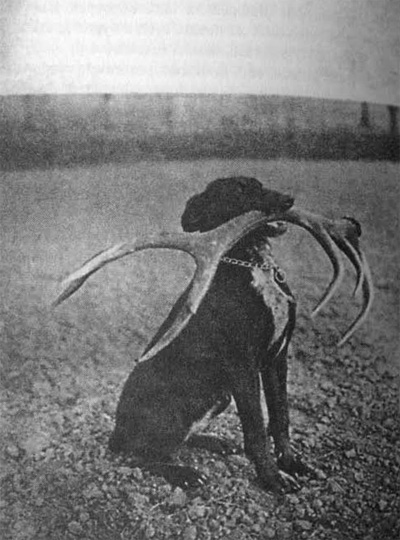 Dora se shozen�m parohem �trn�cter�ka.