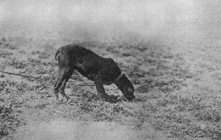 Krátkosrstý ohař jako vodič na řemenu u nástřelu.