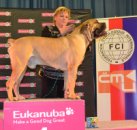 �ampion �ampion� 2011