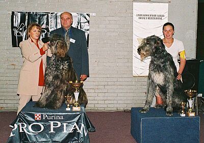 Afg�nsk� chrt Amadeus Mozart Beami Sahrak a Lucie Miri�, irsk� vlkodav Ailin MCcacthail Realy Irish a Lenka Pa��zkov�