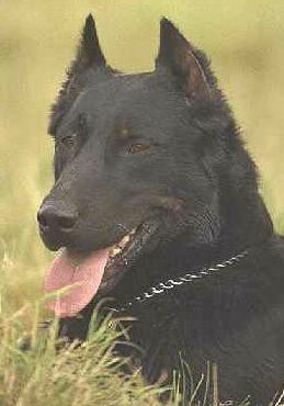 Kup�rovan� beauceron