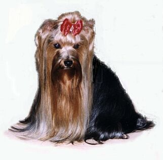 Annabella �lut� �eka