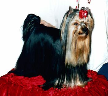 Kicksy Wicksy �lut� �eka